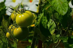 Tomaten-groen_resize