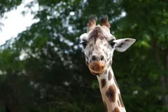 Giraffe-kop